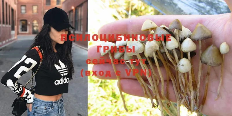 Псилоцибиновые грибы Psilocybe  что такое наркотик  Кыштым 